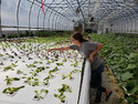 Woman in a large hoop house reaching across a floating greens bed to work with some of the plants.