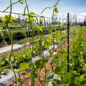 A trellis netting system attached to metal fence posts in a vine crop row